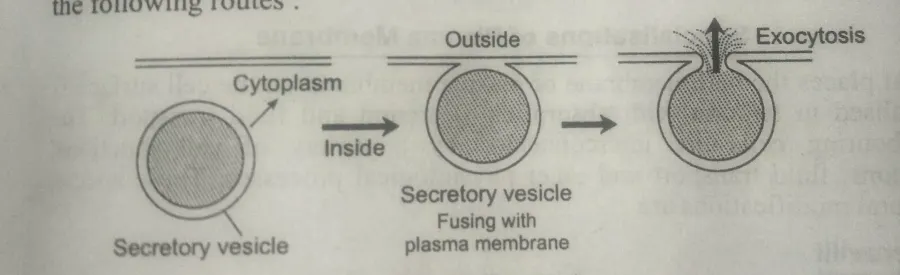 Exocytosis