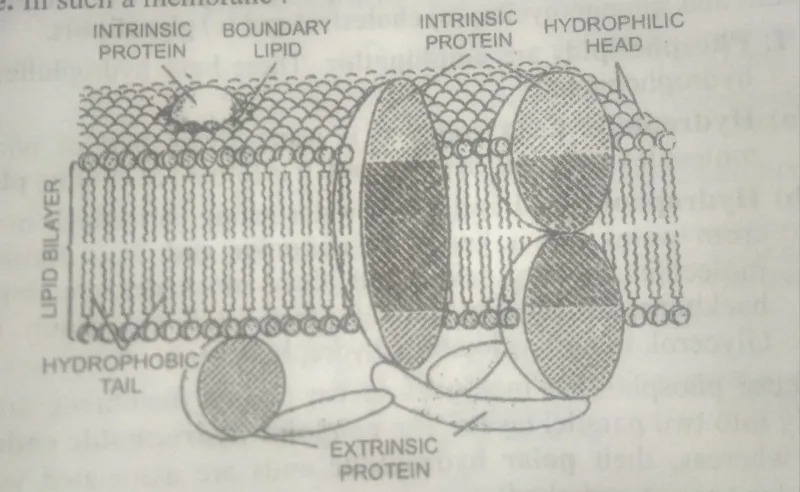 Singer and Nicholson's fluid mosaic structure of plasma membrane.