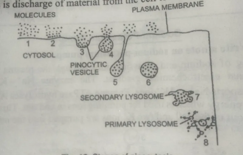Stages of pinocytosis