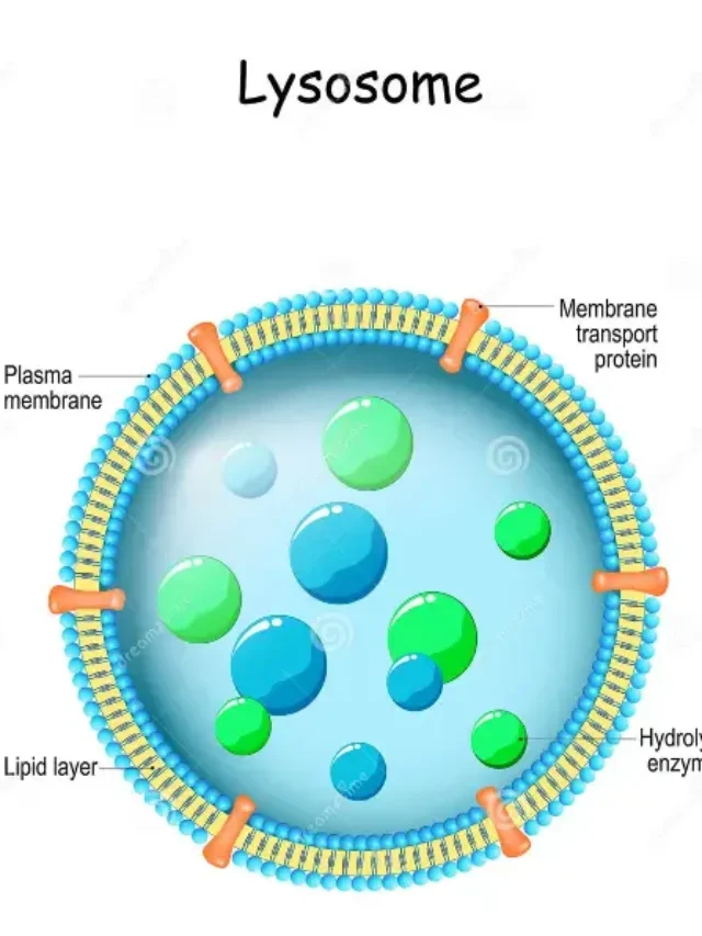 Lysosomes | Definition, Types, Function, Discover, Structure,