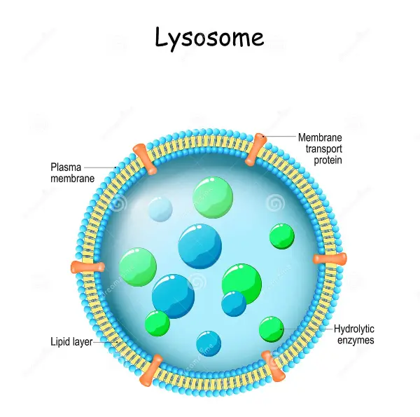 lysosomes