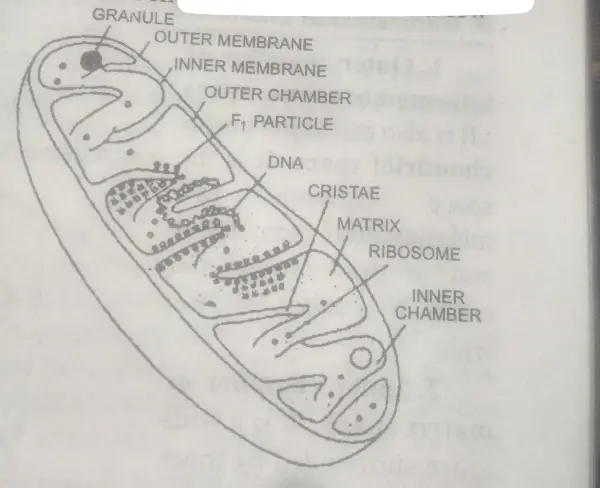 mitochondria called the powerhouse of the cell