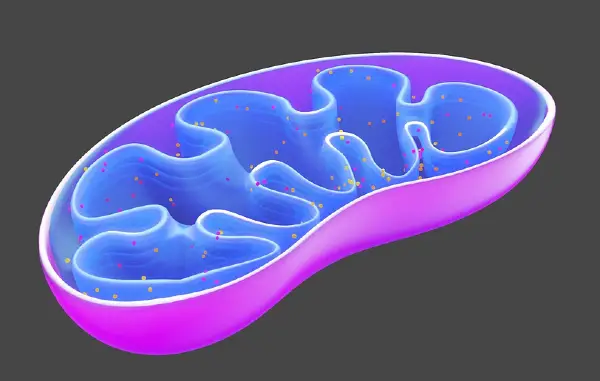 mitochondria called the powerhouse of the cell