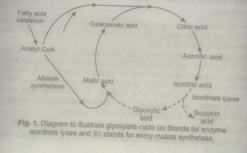 peroxisomes Glyoxylate cycle
