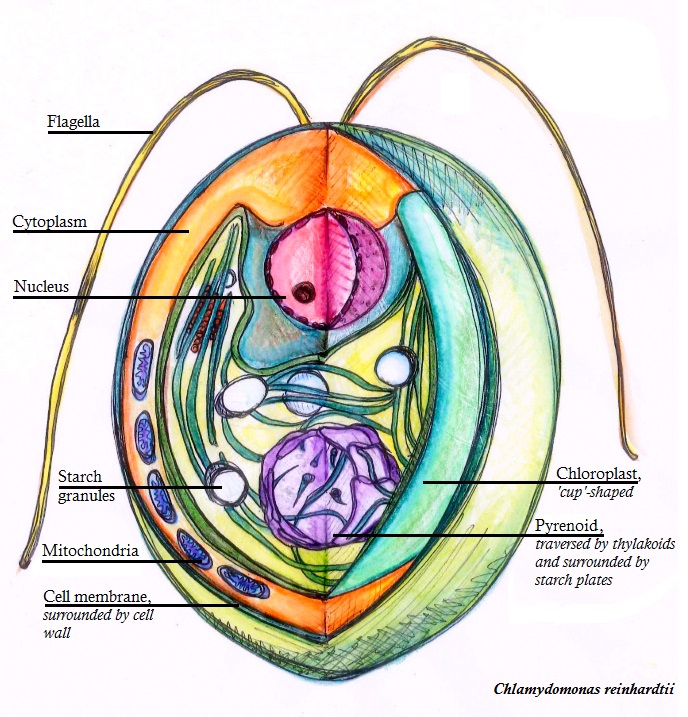 plant kingdom Chlamydomonas