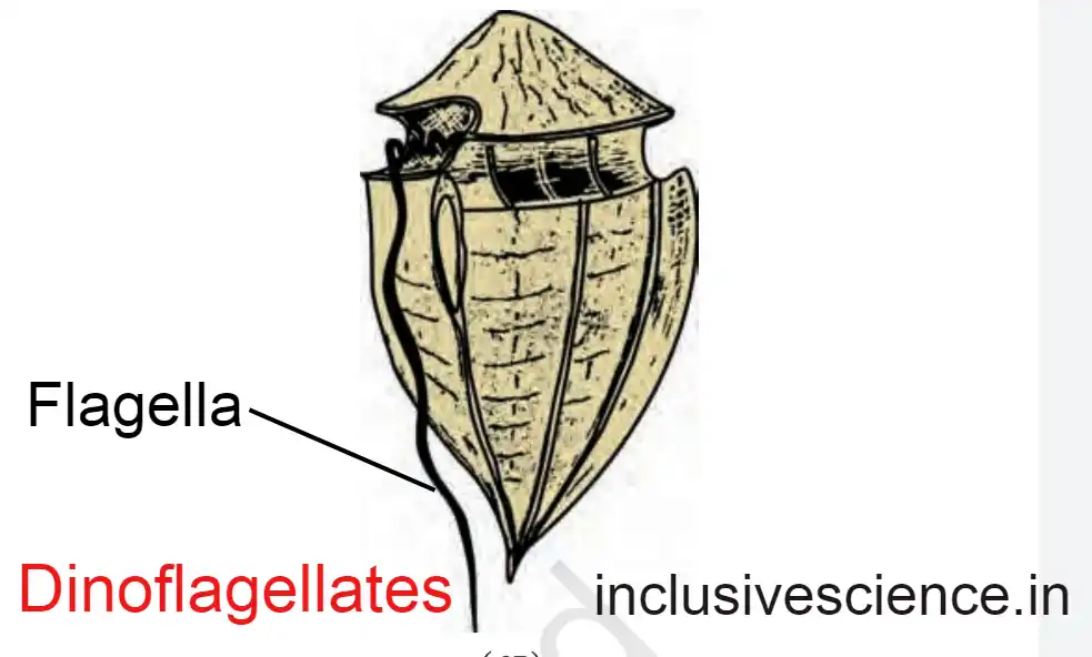 Dinoflagellates, kingdom 
protista