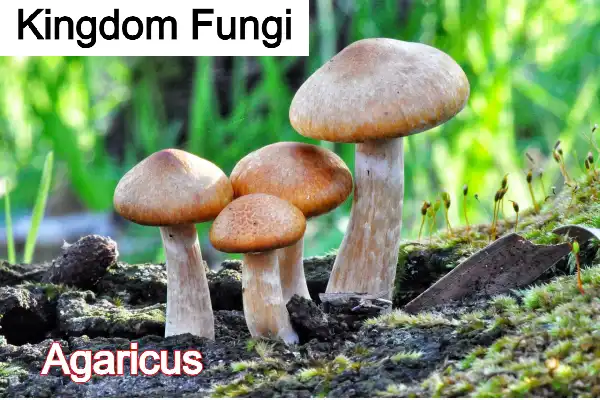 Kingdom fungi