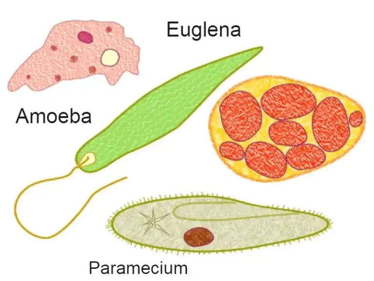 Kingdom protista