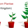 Plant kingdom, kingdom plantae