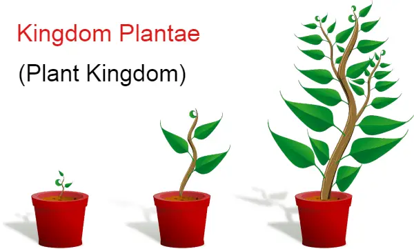 Plant kingdom, kingdom plantae