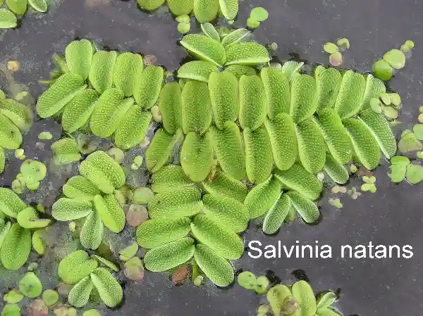 Salvinia natans plant kingdom