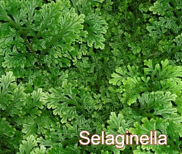 Selaginella, plant kingdom