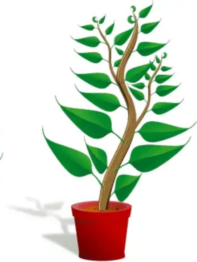 Plant Kingdom | Classification, Characteristics, Life cycle, Example,