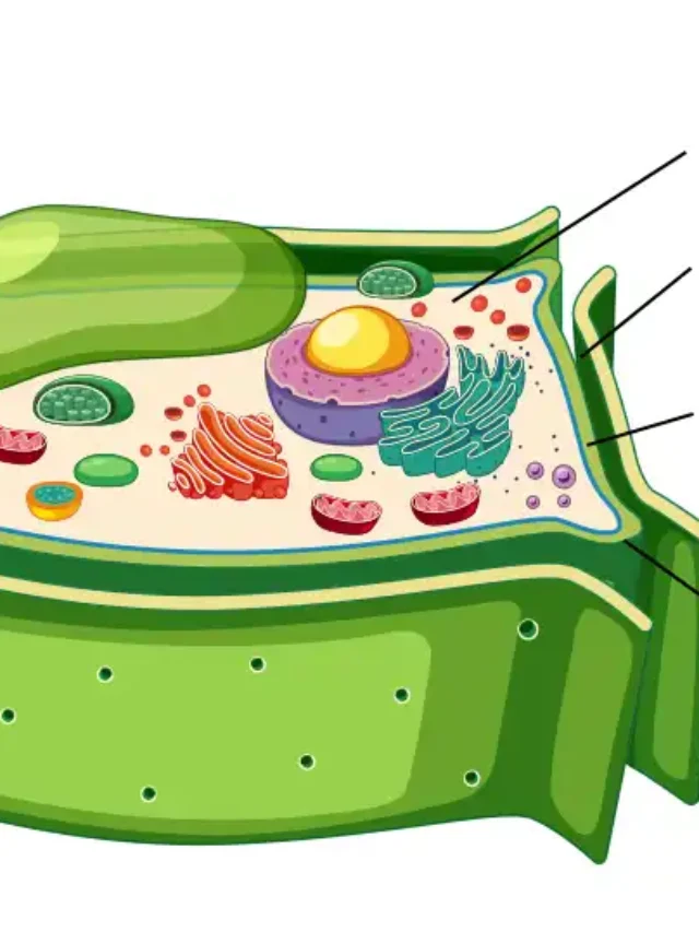 cell wall, plant cell, peroxisome