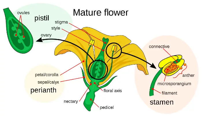 angiosperm mature flower
