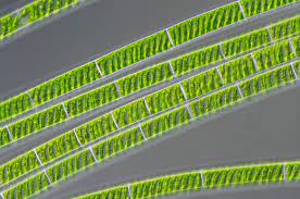 spirogyra, Plant kingdom