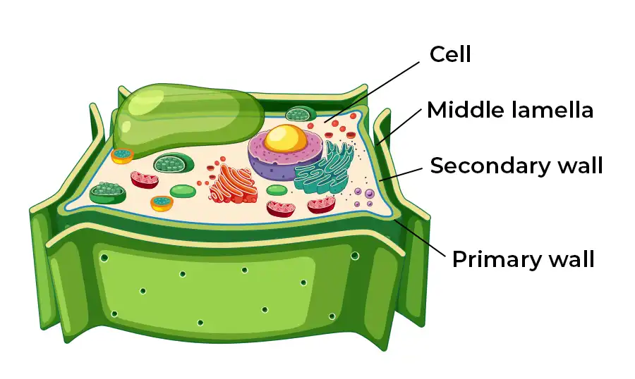 cell wall, plant cell