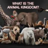 ANIMAL KINGDOM