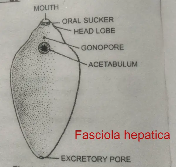 fasciola hepatica, Phylum platyhelminthes 