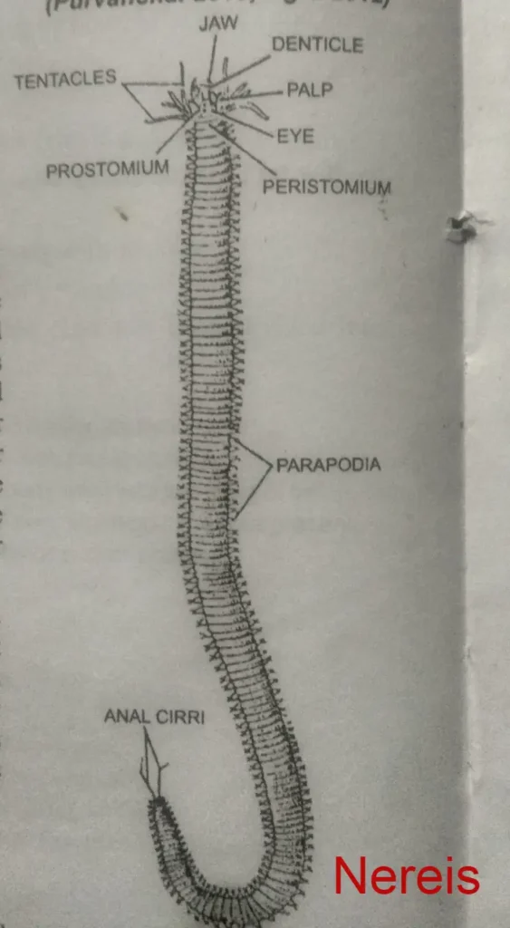 Nereis, phylum annelida