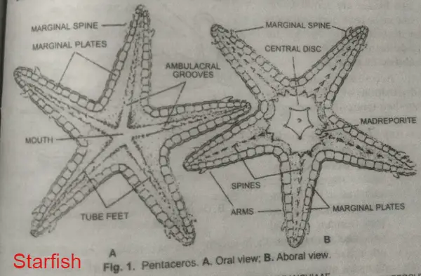 starfish,  Phylum Echinodermata