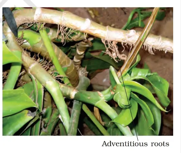 adventitious root