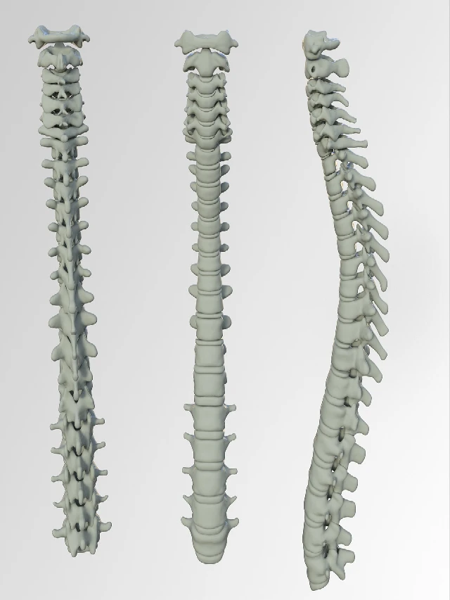 Phylum chordata vertebral column, notochord