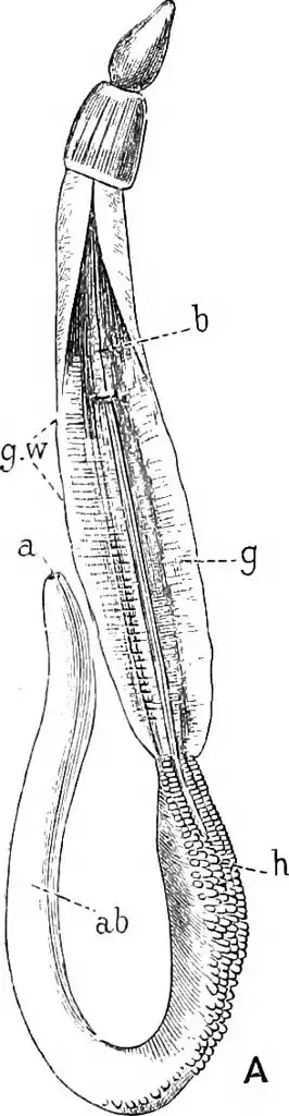 Balanoglossus, phylum hemichordata