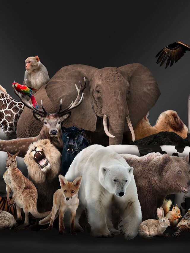 What is the Animal Kingdom? Full information