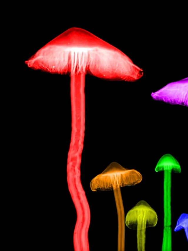 Fungi | Characteristics, Classification, Reproduction, full information