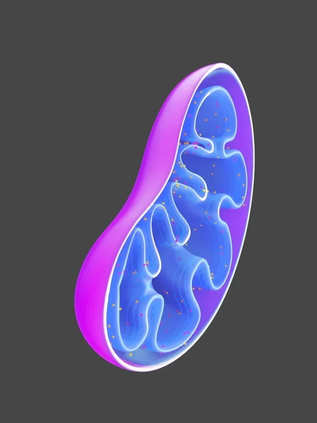 Why are mitochondria called the powerhouse of the cell?