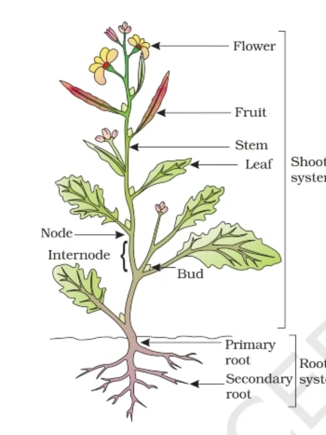 what is function of the roots