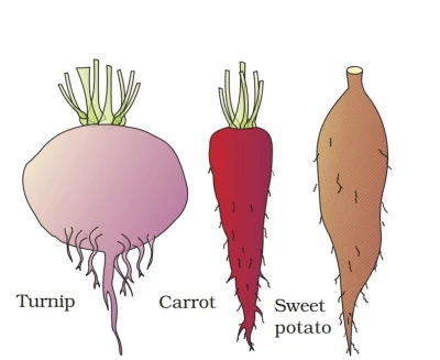 Modification of roots,