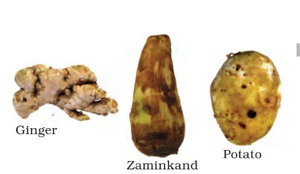 modifications of stems of a plant 