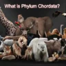 phylum chordata
