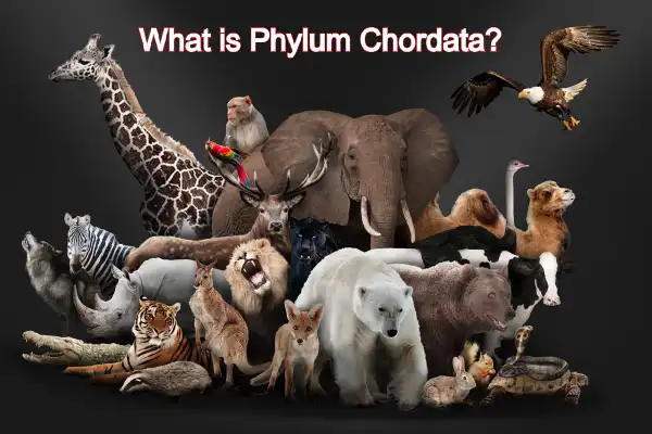 phylum chordata