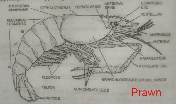 Palaemon, prawn , arthropoda