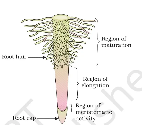 region of roots 