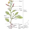 what is function of the roots