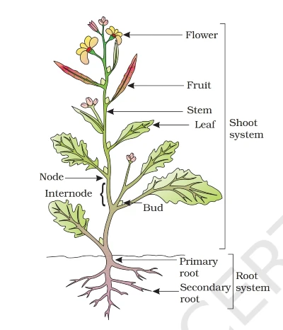 what is function of the roots