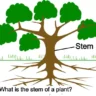 what is the stem of a plant
