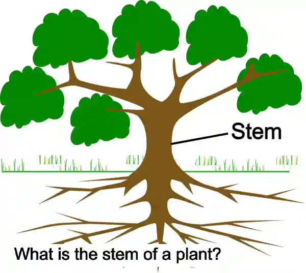 what is the stem of a plant