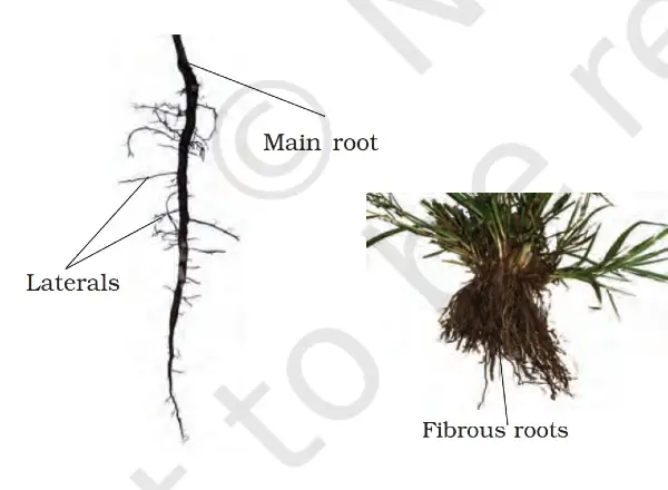 fibrous root 