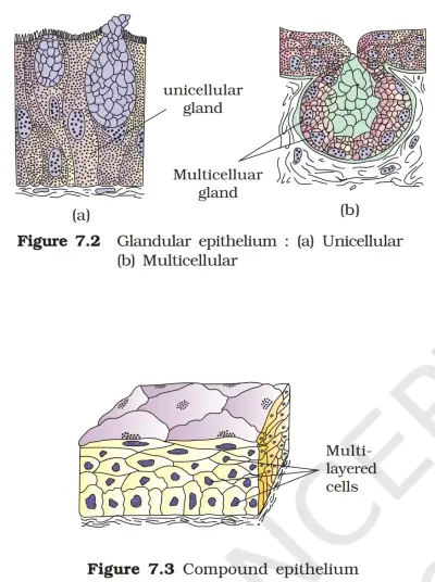 epithelial tissue