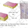 epithelial tissue