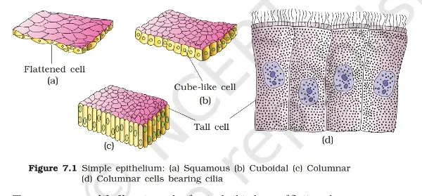 epithelial tissue