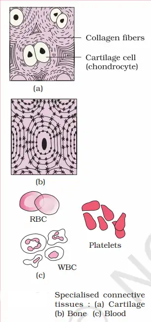 Specialised connective tissue