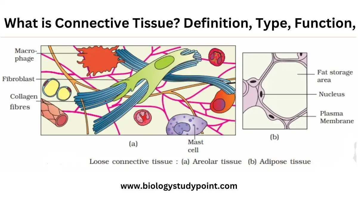 What is Connective Tissue