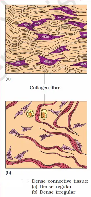 Dense connective tissue