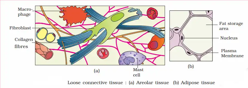 Loose connective tissue